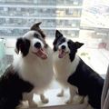 蓝赞