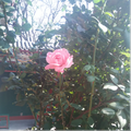 Tina郭郭