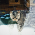 萌猫小Q6