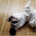 爱喝牛奶侠