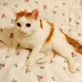 猫日那