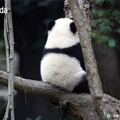 阳苡