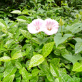 明今