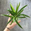 芒芒柚柚