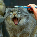 aqazxccc