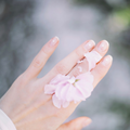 半池红菡萏