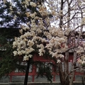 竹之简