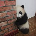 蛋黄