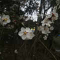 树上的疯子