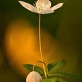 蜉蝣