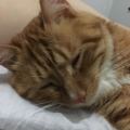 青藤下的猫