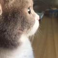 卡西