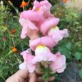 AlmaLiu芳