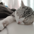 听