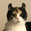 笙洁