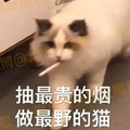 大魔猫