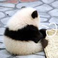 虫虫儿