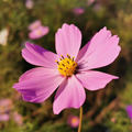 Javon*芳芳