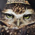  Iamanowl