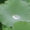 荷心静水