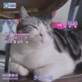 小脏猫