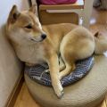 特拉斯特