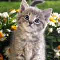 小花猫