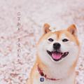 巴拉巴拉小魔仙