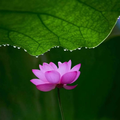 清浅