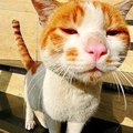 仙人掌在沙漠