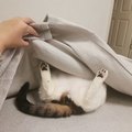 亦梦
