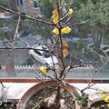 huhongwu