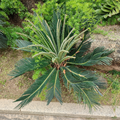 新笔仙峰