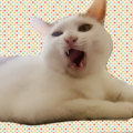 小栗kiki