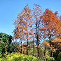 碌碌休