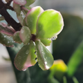 铭砚