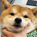 饼子