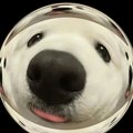 schnappi