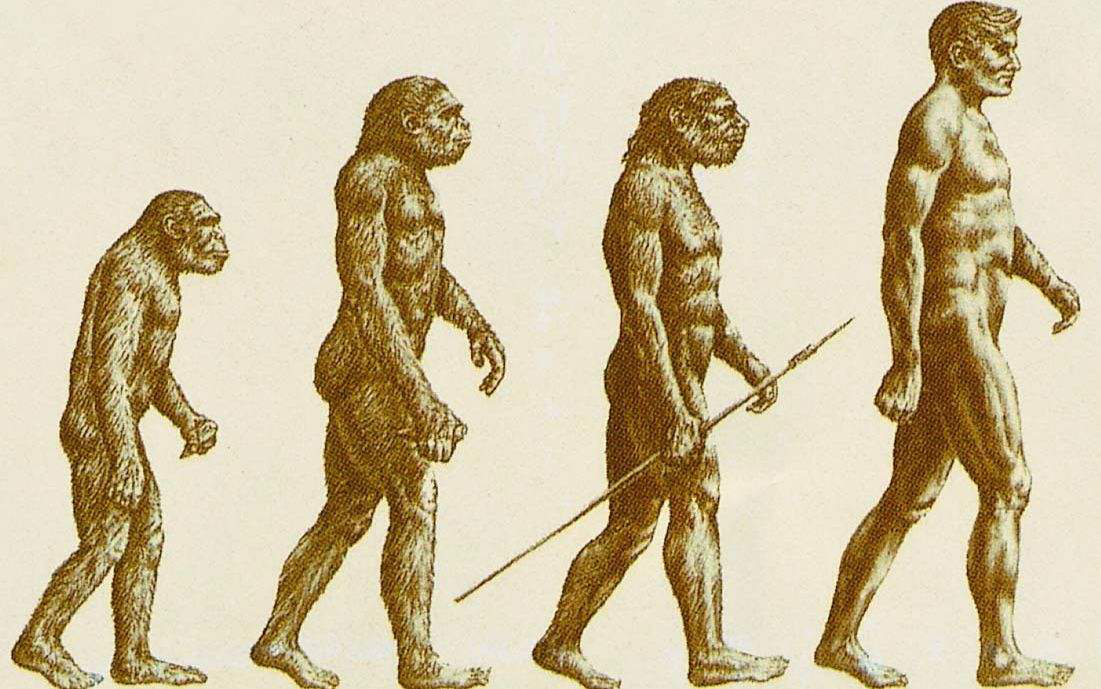 人类由古猿演化而成