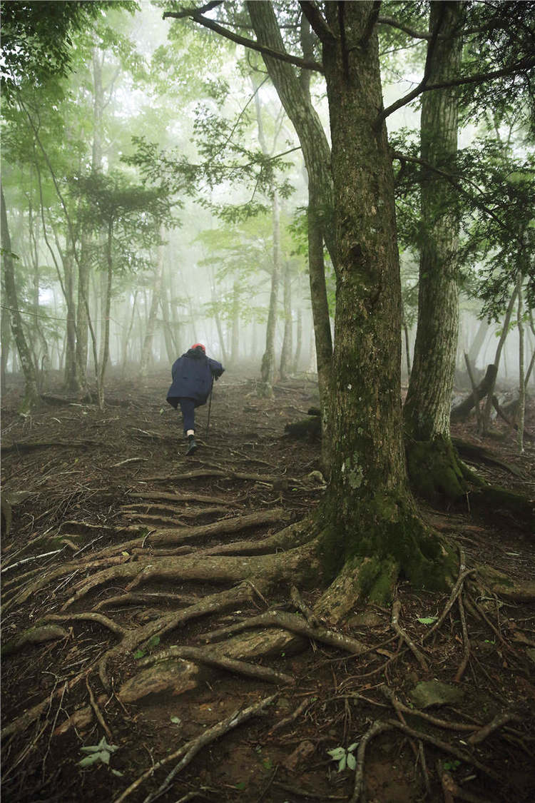 熊野古道 被森林浸没