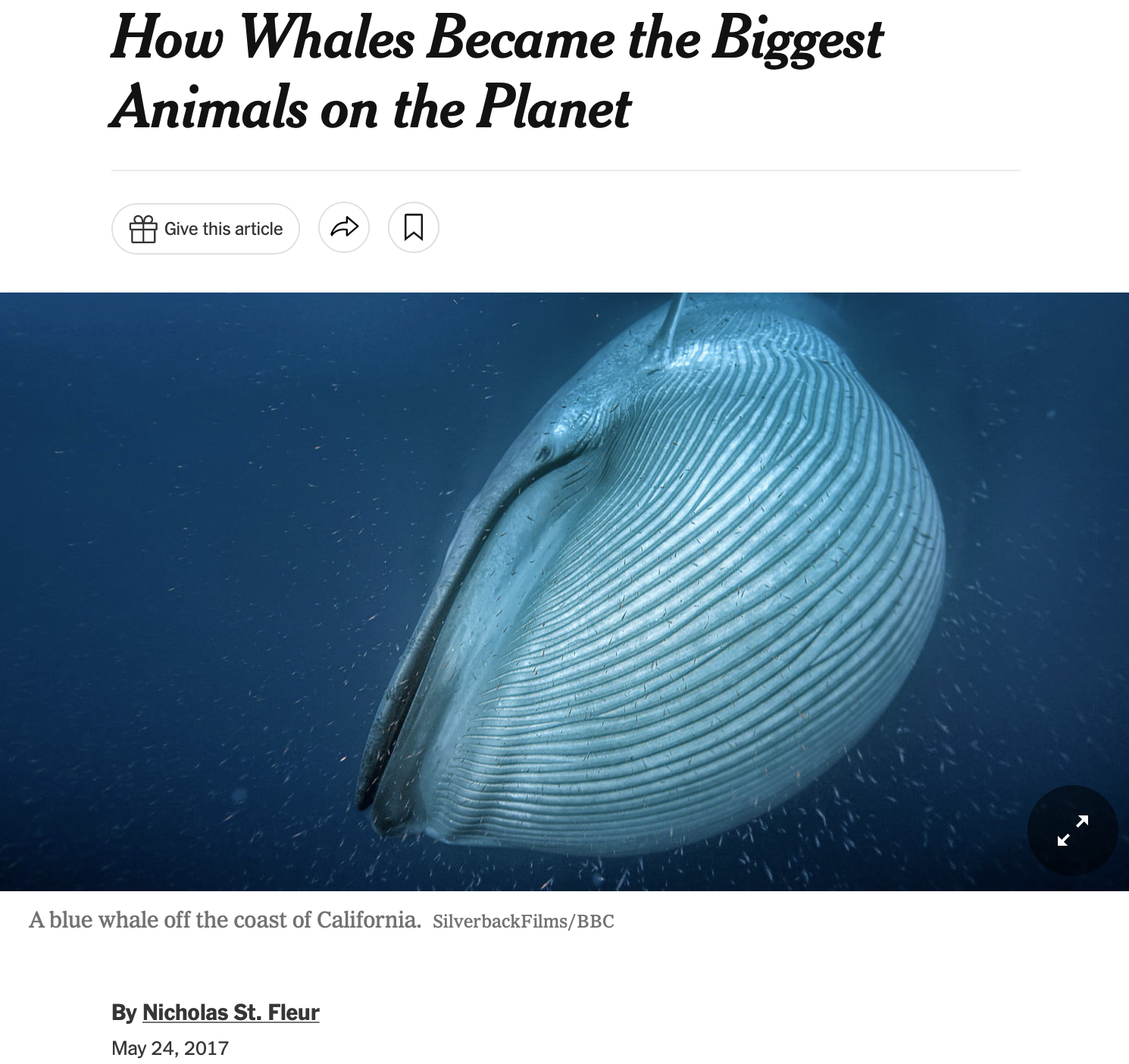 盘点地球上最大的10种鲸鱼，座头鲸仅排第7，蓝鲸一天要吃4吨_生活