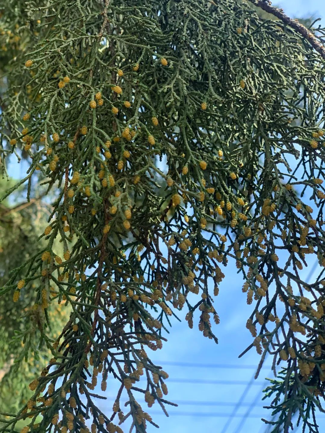 3月末，北京圆柏枝头的花粉粒（作者 摄）花粉症患者变多了吗？4月2日下午