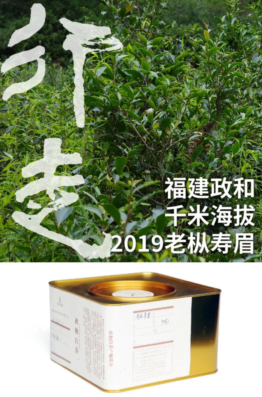 人到中年，一定会爱上老寿眉？