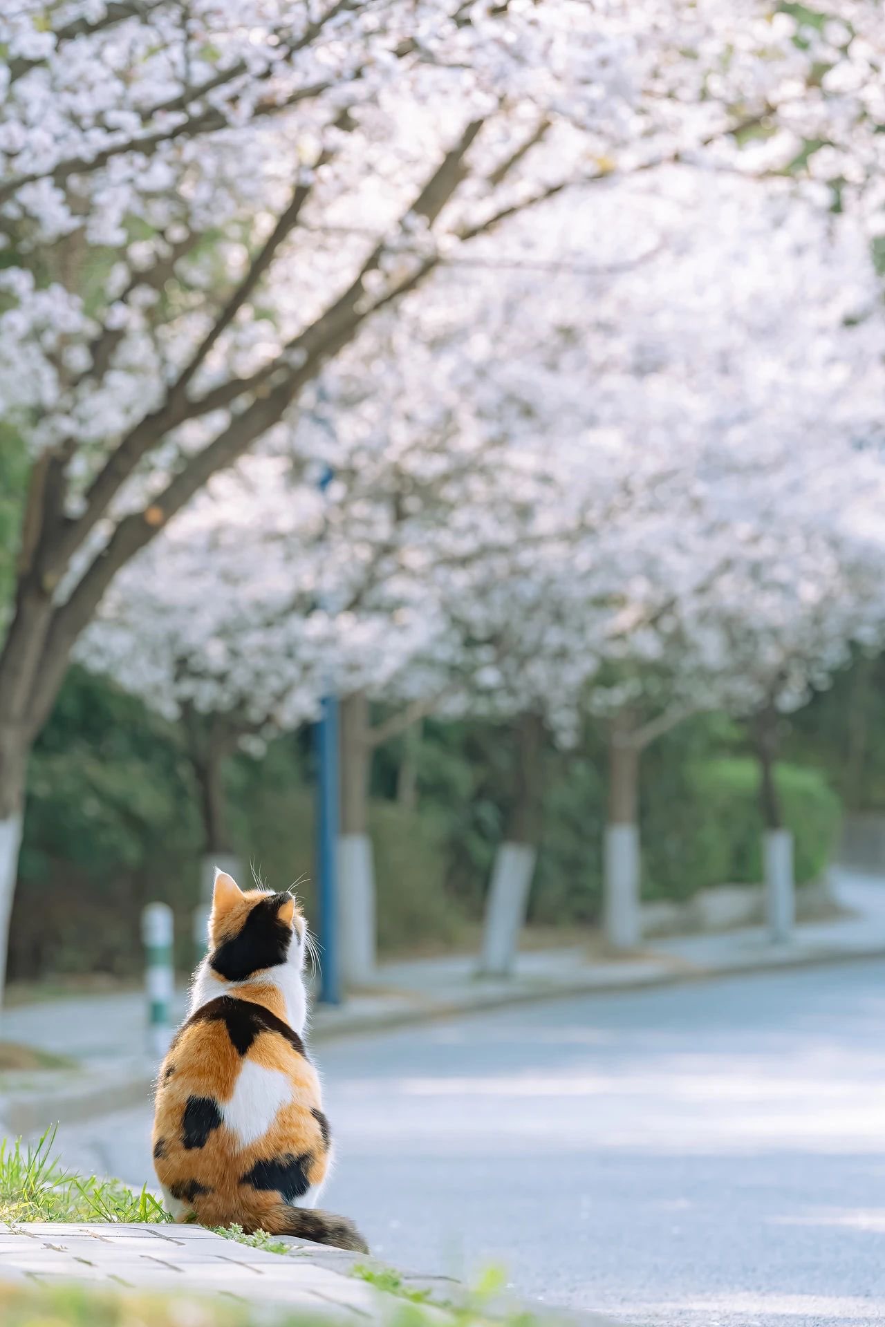 胖多啦