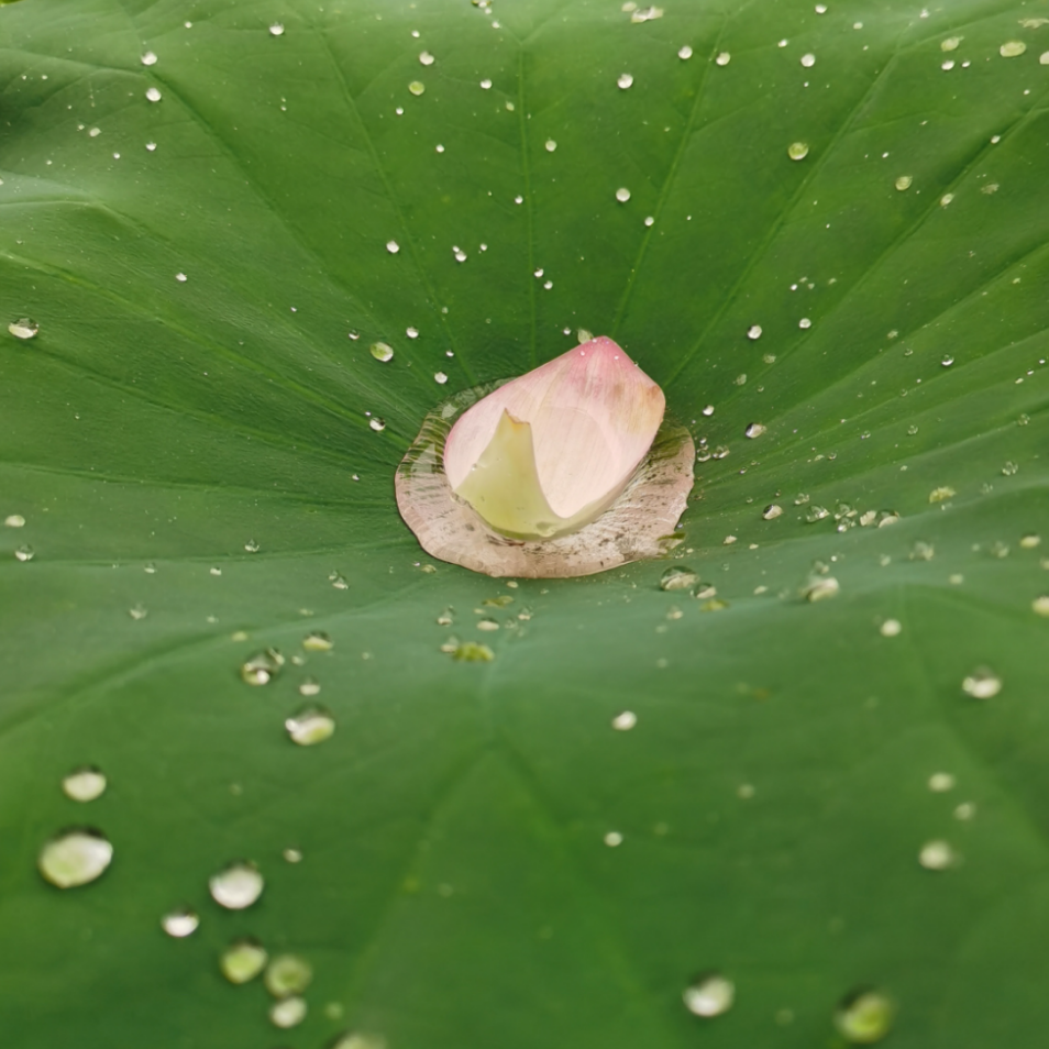 冕