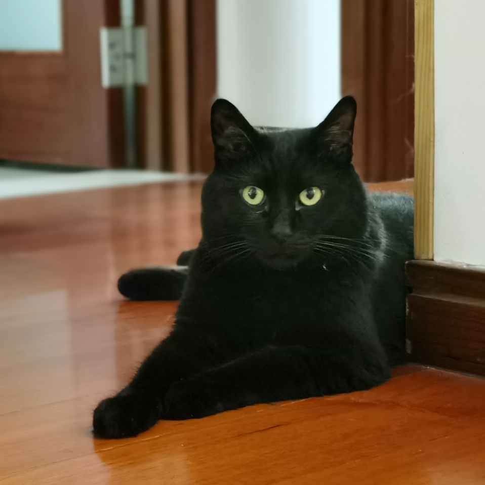 Bagheera