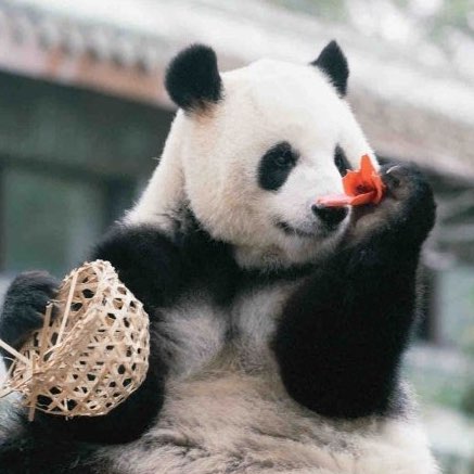 早起的臭臭猫