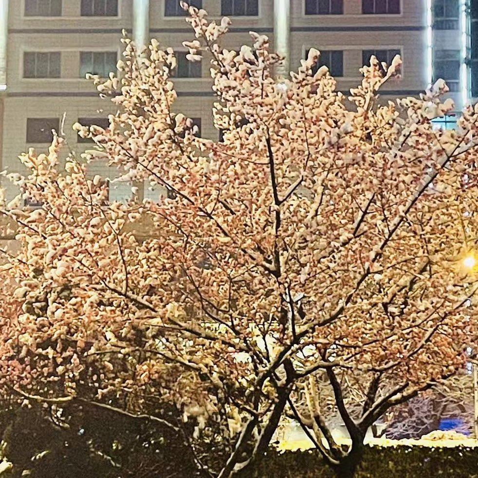 中读866202