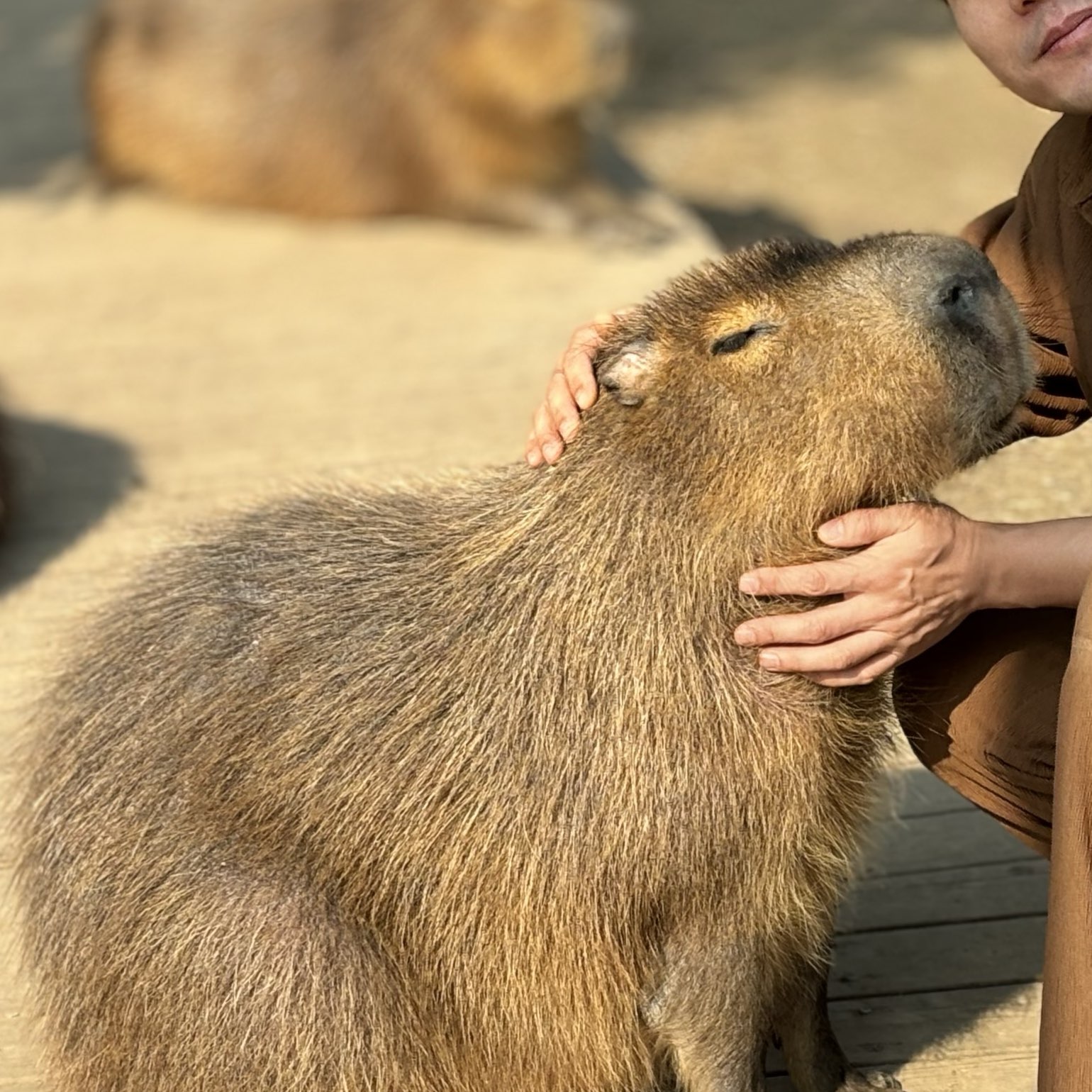 Capybara