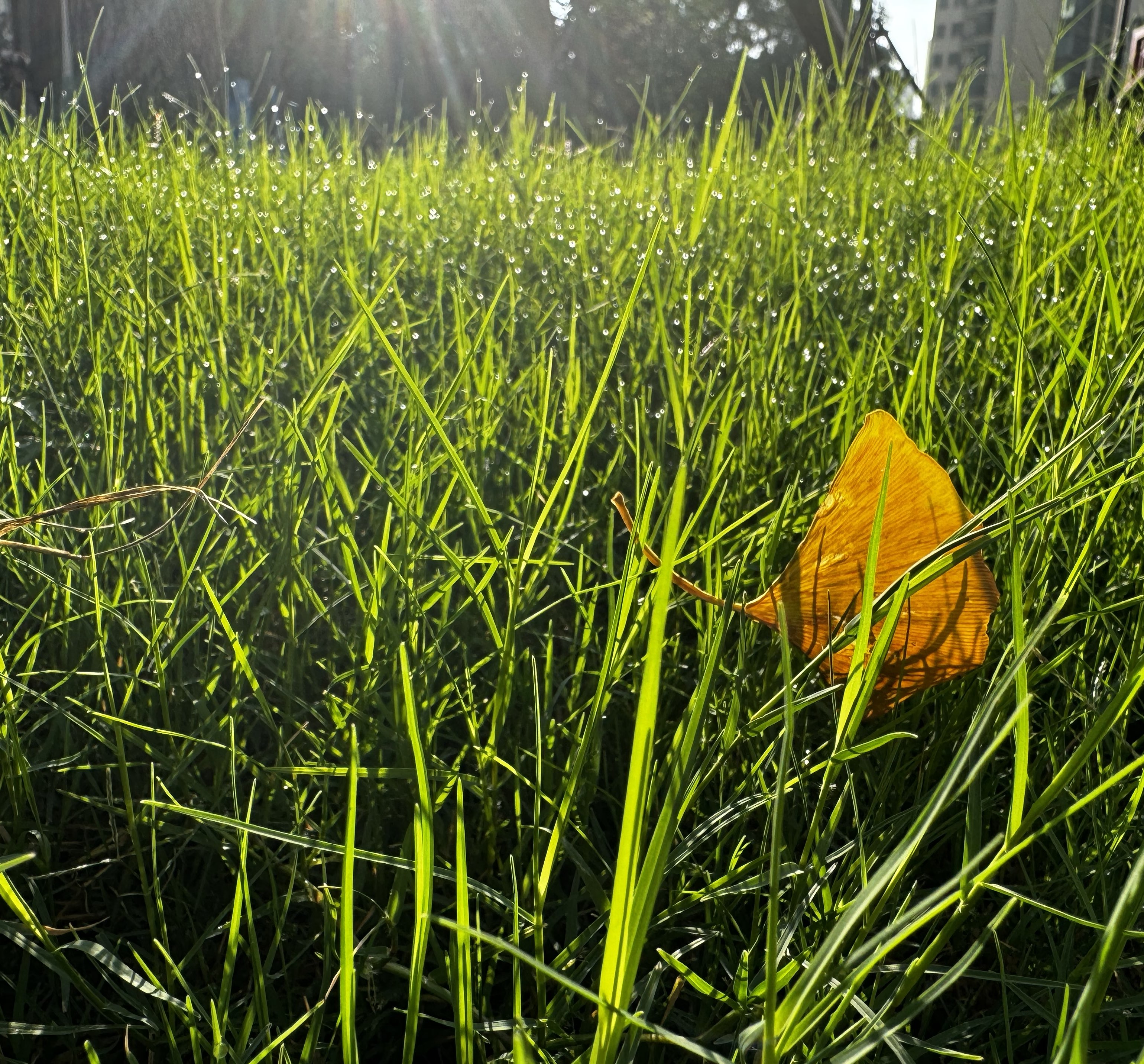 花果山鼠大王